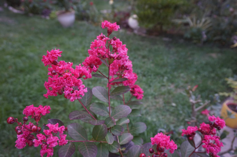  - Lagerstroemia indica