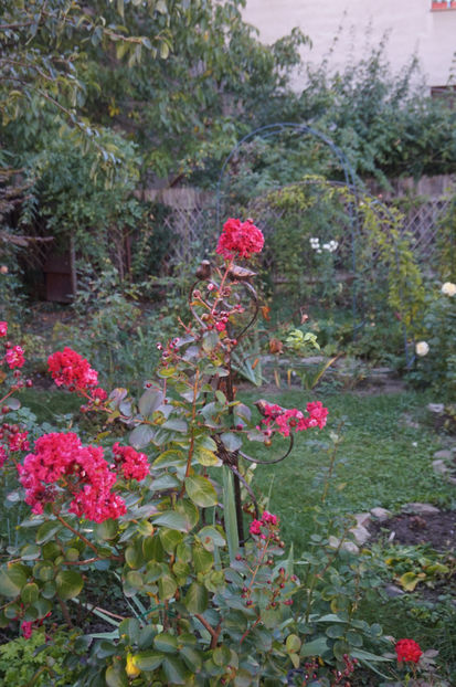  - Lagerstroemia indica