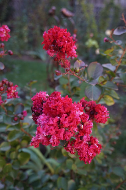  - Lagerstroemia indica