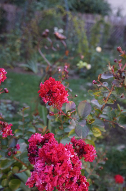  - Lagerstroemia indica