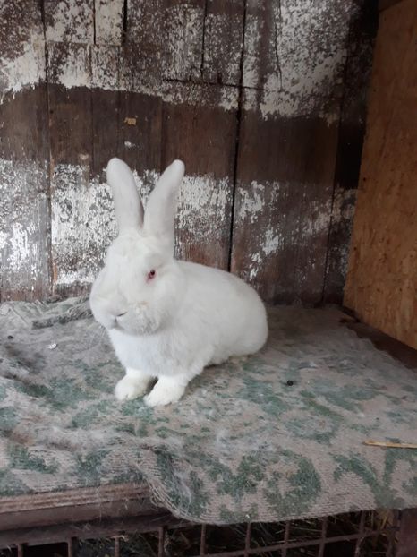 Mascul martie - TINERET NEO ALB 2017