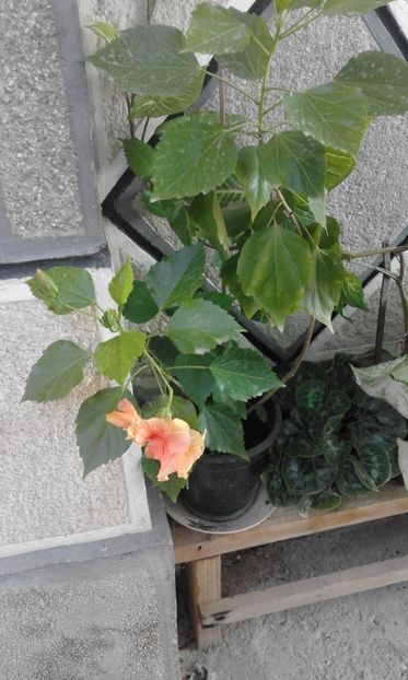  - trandafiri japonezi