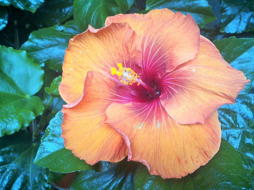 WIN_20170915_100955 (2) - Tahitian Dark Congo