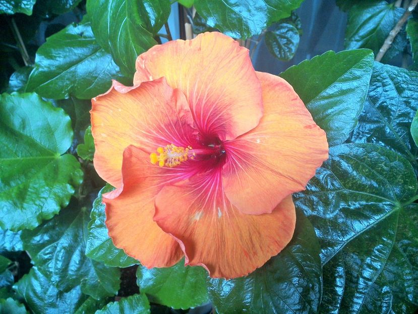 WIN_20170915_101007 (2) - Tahitian Dark Congo