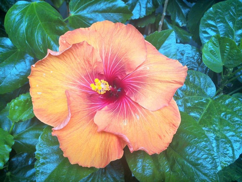 WIN_20170915_101024 (2) - Tahitian Dark Congo