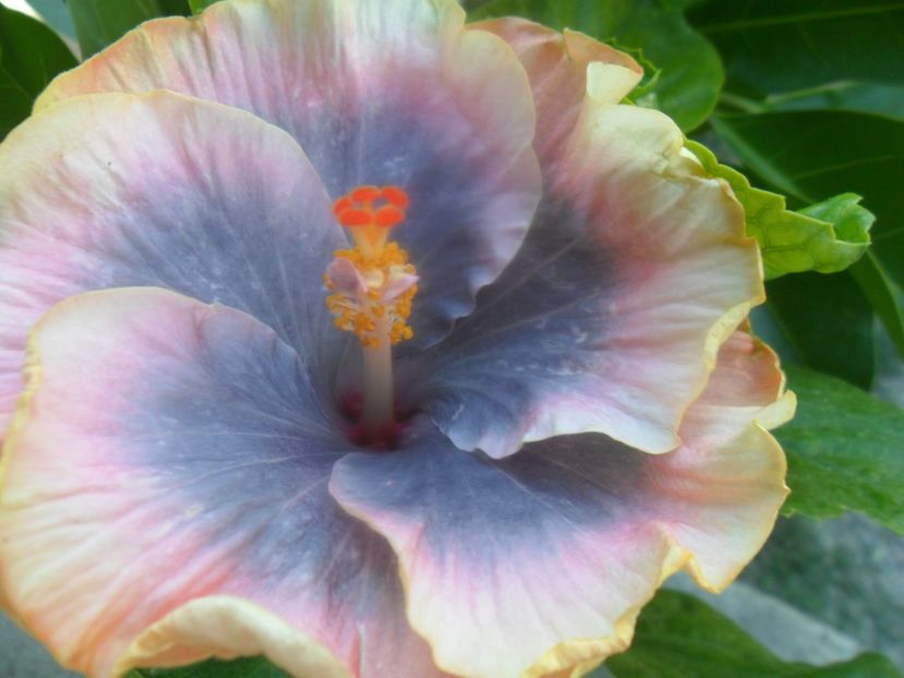  - zz-hibiscusi din seminte