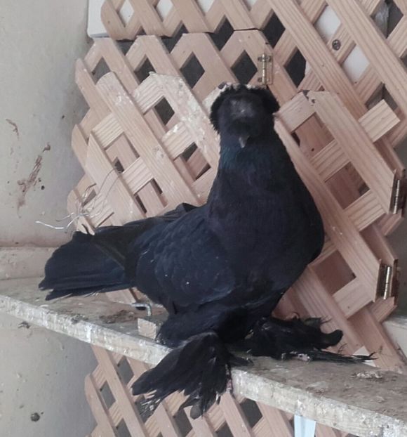 20170507_131010-1 - J d B  2015 -2016