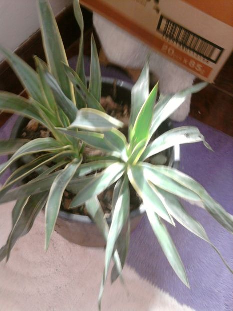 yucca de gradina,frunza variegata. - VARA- 2017