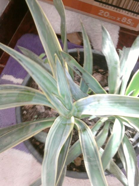 frunza variegata - VARA- 2017
