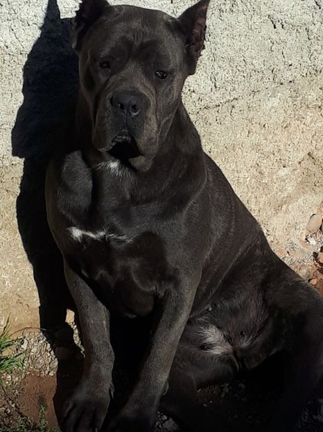  - Cane Corso