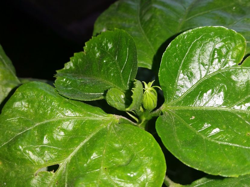 16-09-2017 - Tahitian Pretty Boy