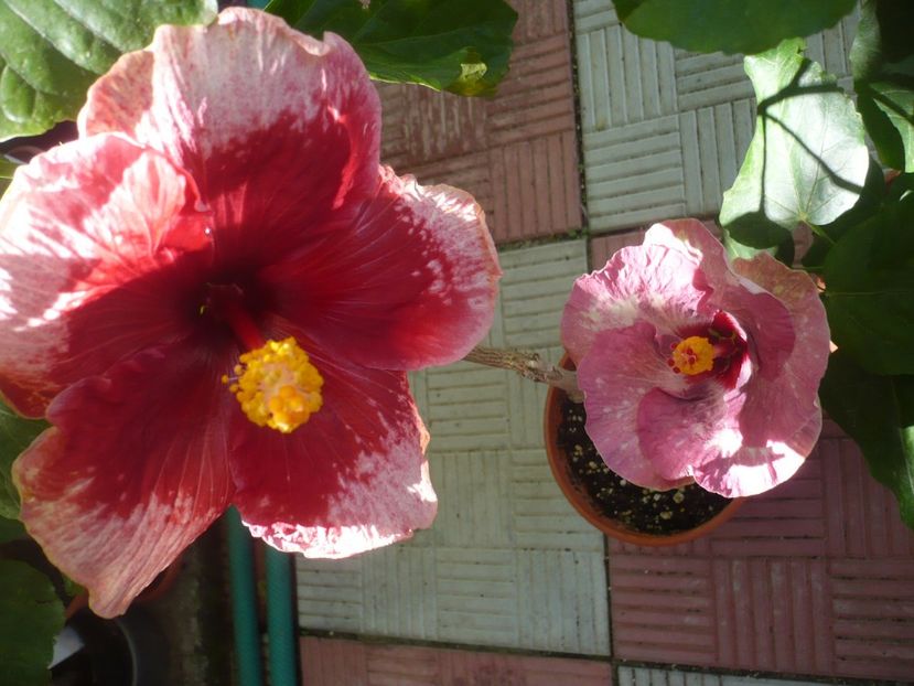 P1340962 - HIBISCUSI 2017-4