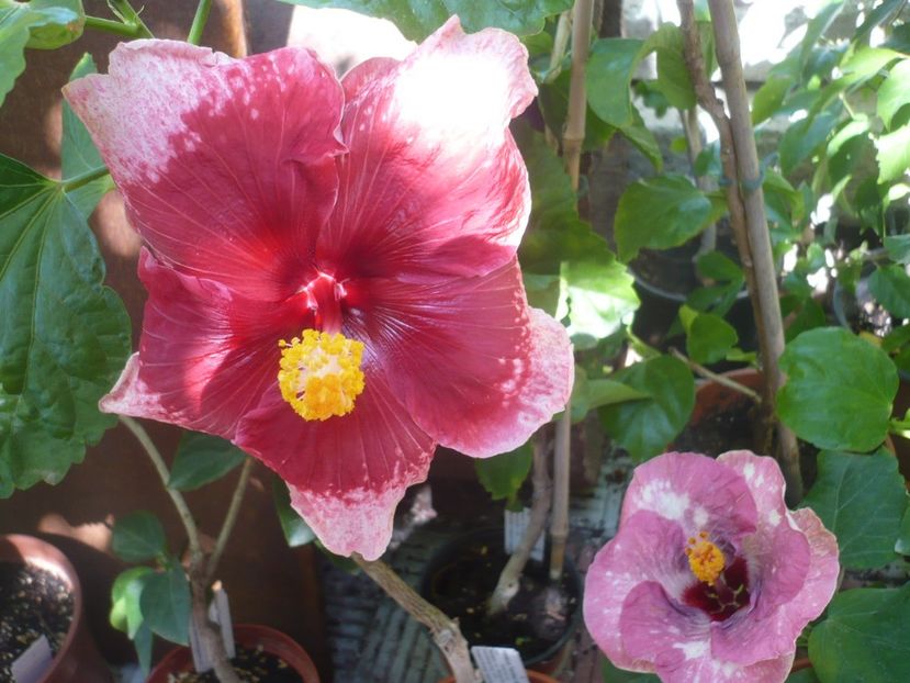 P1340971 - Tahitian Marvel