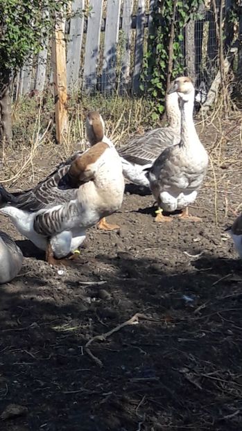  - 3 Boboci de gasca Africana 2017