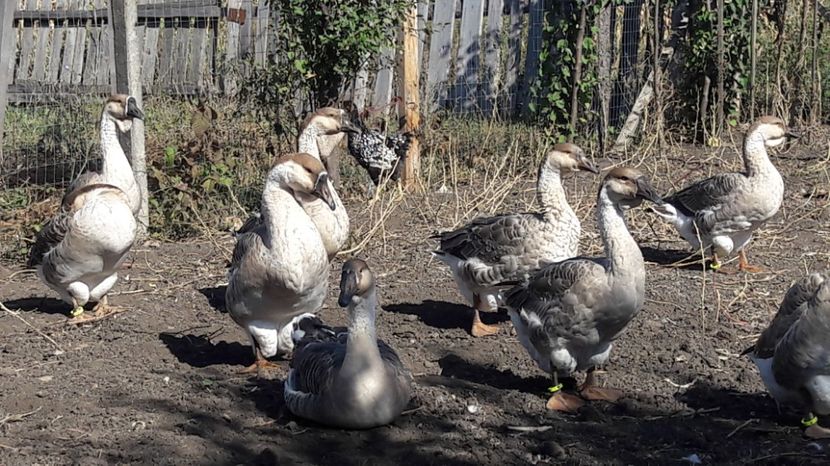 7 - 3 Boboci de gasca Africana 2017