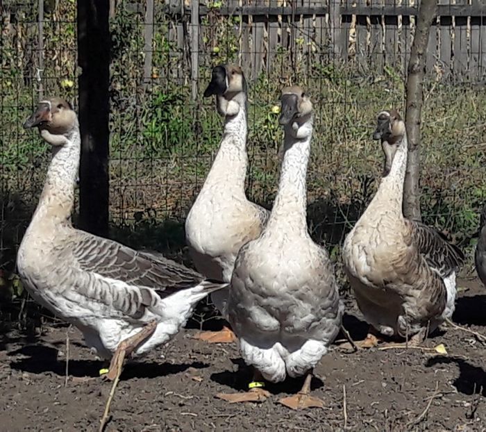  - 3 Boboci de gasca Africana 2017