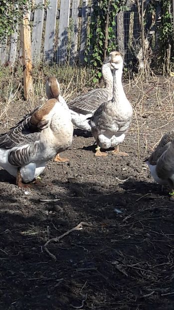  - 3 Boboci de gasca Africana 2017