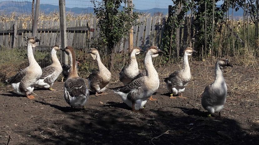  - 3 Boboci de gasca Africana 2017