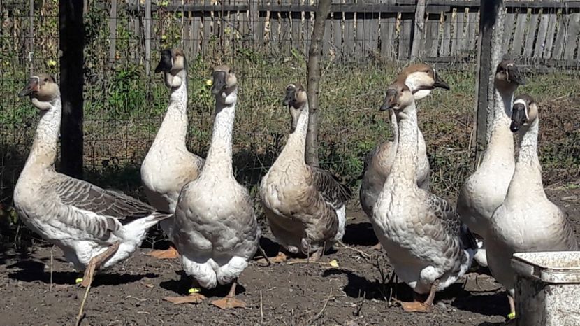  - 3 Boboci de gasca Africana 2017