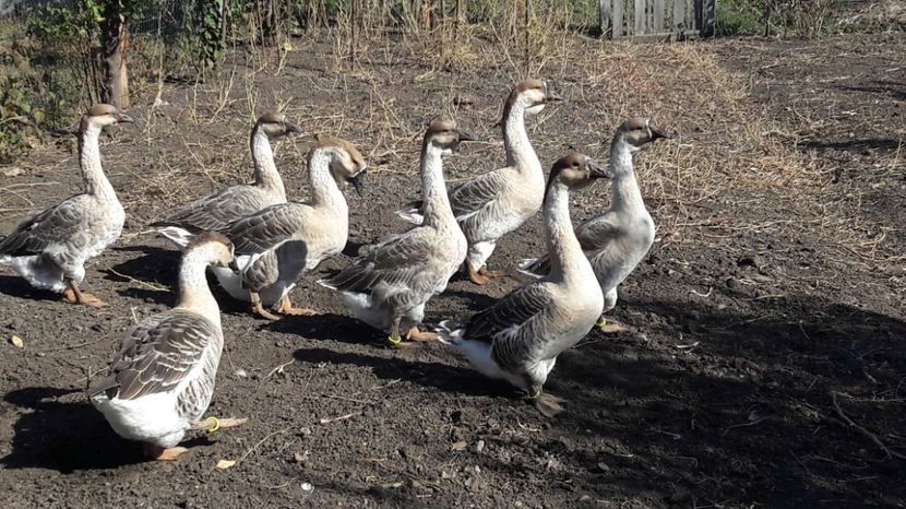  - 3 Boboci de gasca Africana 2017