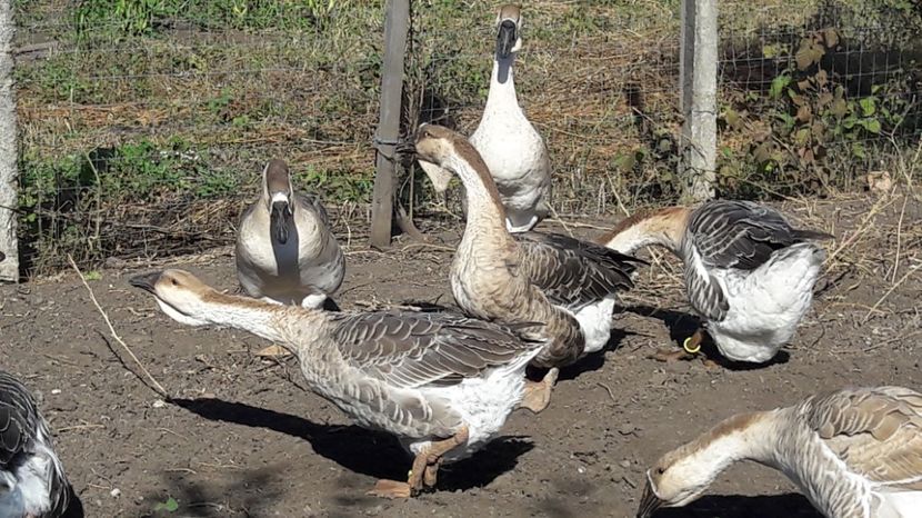  - 3 Boboci de gasca Africana 2017