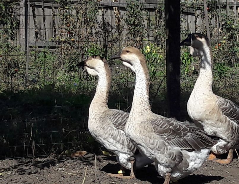  - 3 Boboci de gasca Africana 2017