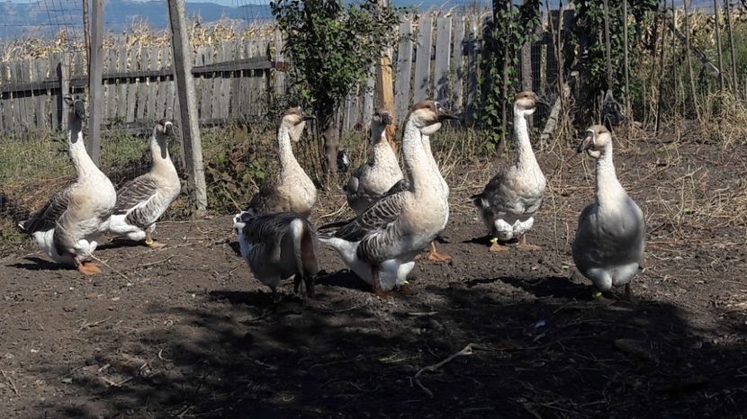  - 3 Boboci de gasca Africana 2017