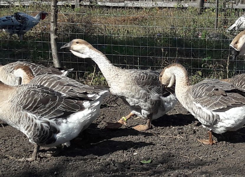  - 3 Boboci de gasca Africana 2017