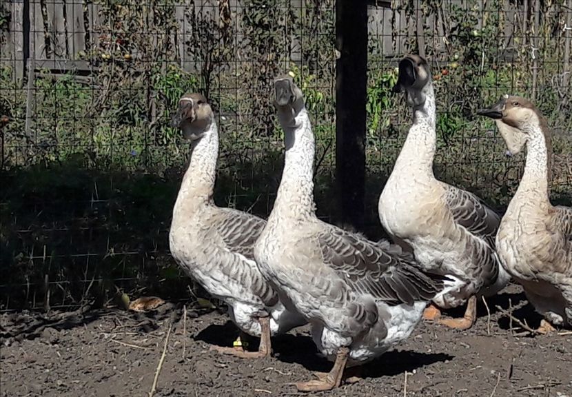  - 3 Boboci de gasca Africana 2017