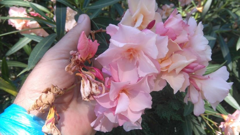 Grecia "Provence" - Flori apartament