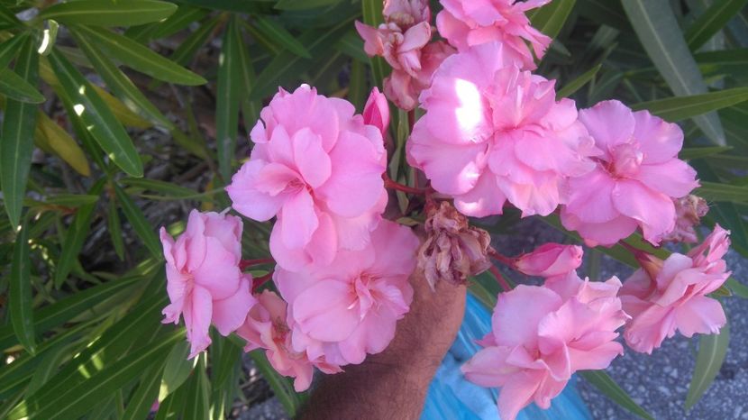 Grecia -"Splendens" - Flori apartament