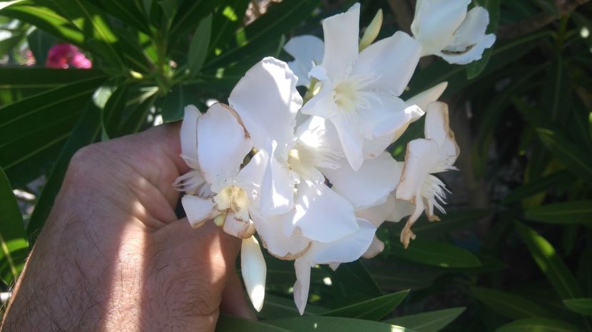 alb dublu - Flori apartament