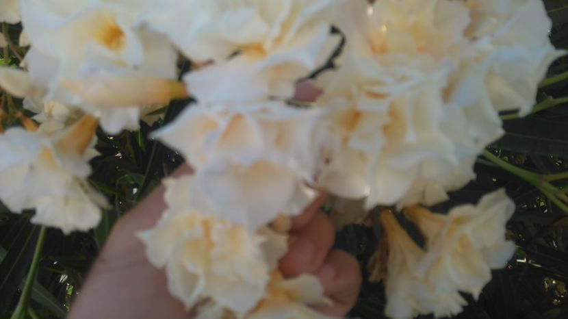 Crem deschis dublu Grecia - Flori apartament