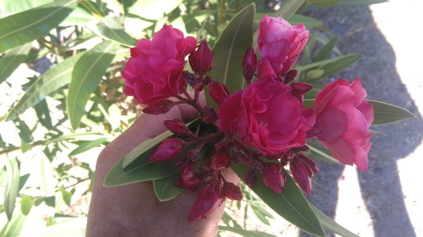 Rubis - Flori apartament