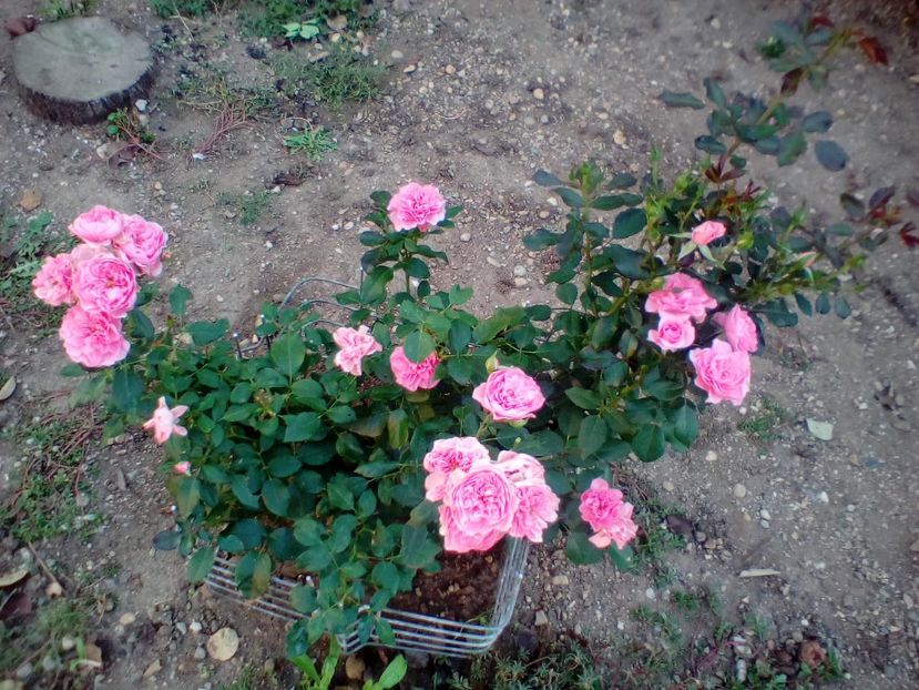 15 09 2017 - I am grateful