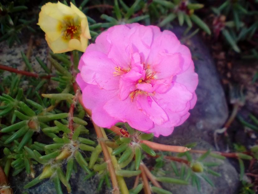  - Portulaca grandiflora