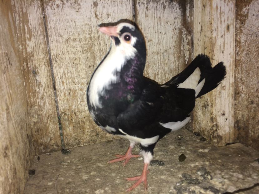 2 frati - 0-lot zbor pui 2017