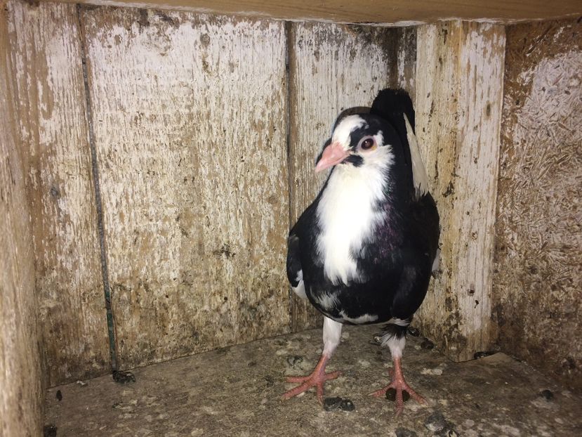  - 0-lot zbor pui 2017