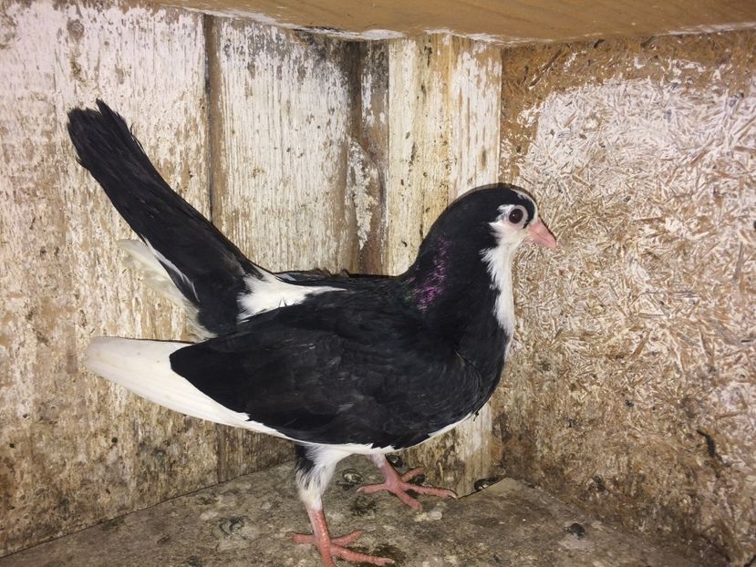  - 0-lot zbor pui 2017