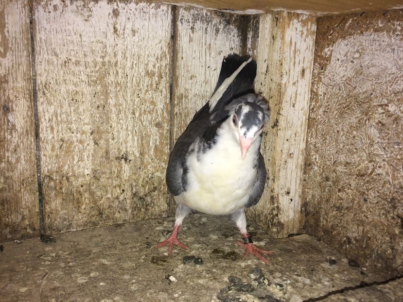 4961/16 - 0-lot zbor pui 2017