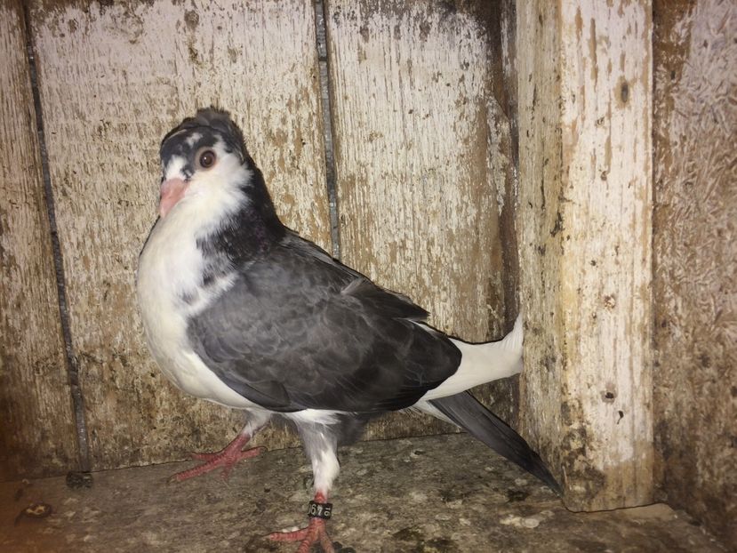  - 0-lot zbor pui 2017