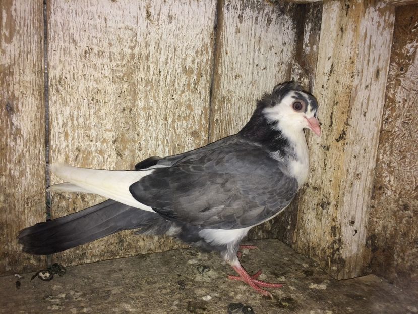  - 0-lot zbor pui 2017