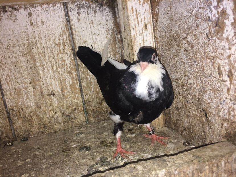  - 0-lot zbor pui 2017