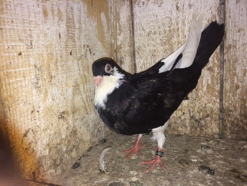  - 0-lot zbor pui 2017