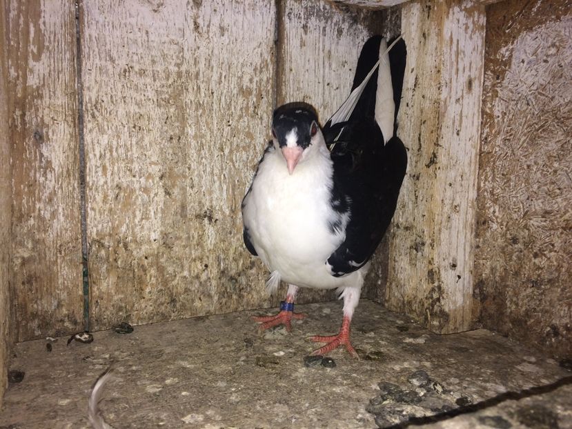 3966/12 - 0-lot zbor pui 2017