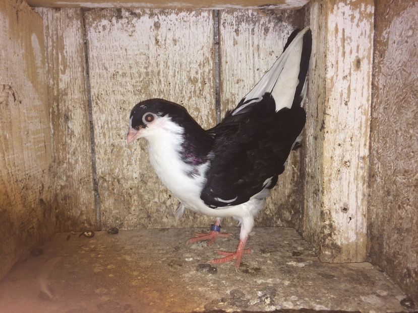  - 0-lot zbor pui 2017