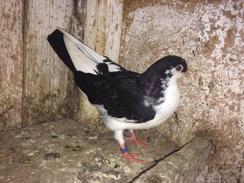  - 0-lot zbor pui 2017