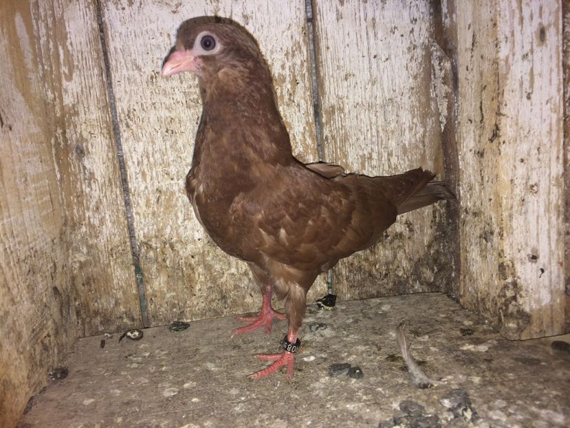  - 0-lot zbor pui 2017