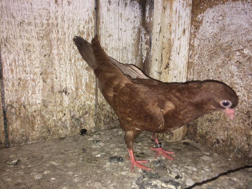  - 0-lot zbor pui 2017