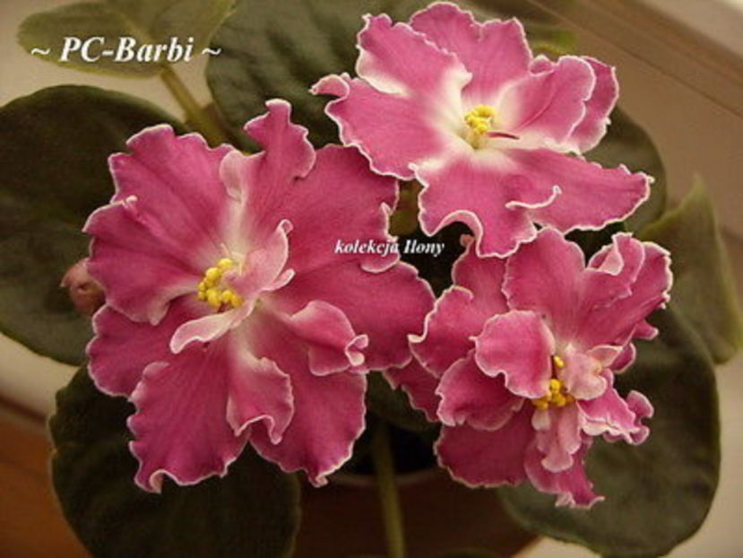 RS Barbi - 000 violetele africane de colectie